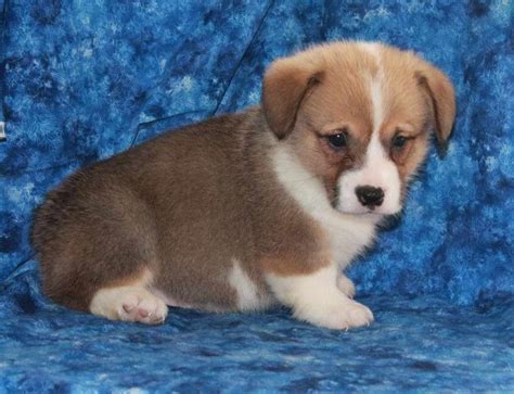 Corgi Adoption in Utah: Corgi Puppies for Sale in Utah.